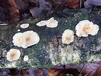 Kunst van de Natuur! Een Korstzwam......