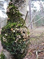 Kunst van de Natuur!