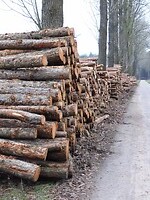 Stapels kaphout langs de weg!
