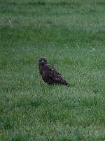 Buizerd!