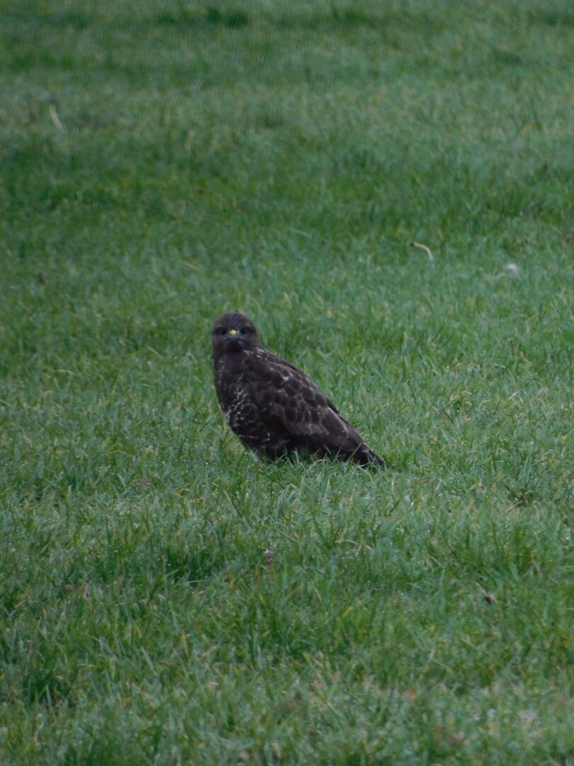 Buizerd!