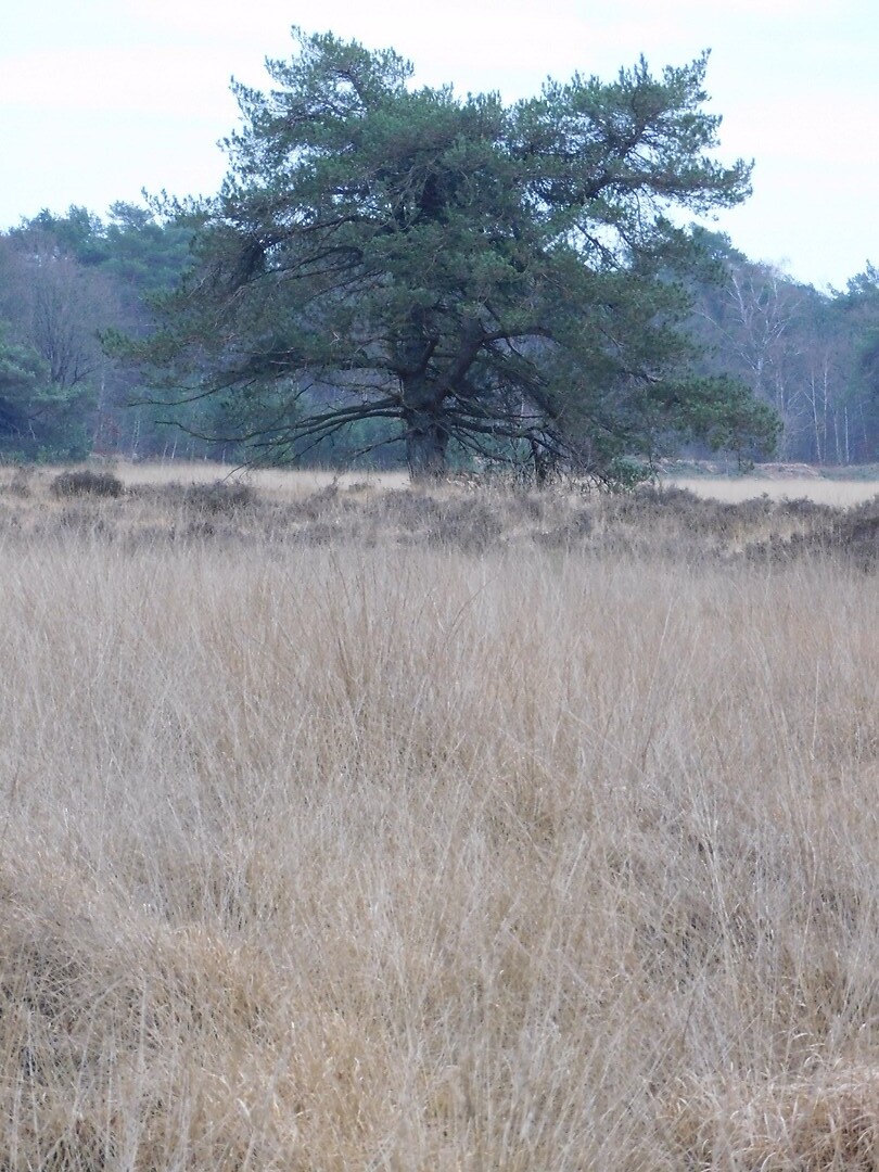 Weeldse Heide!