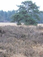 Weeldse Heide!