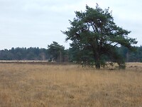 De stilte van de Weeldse Heide!