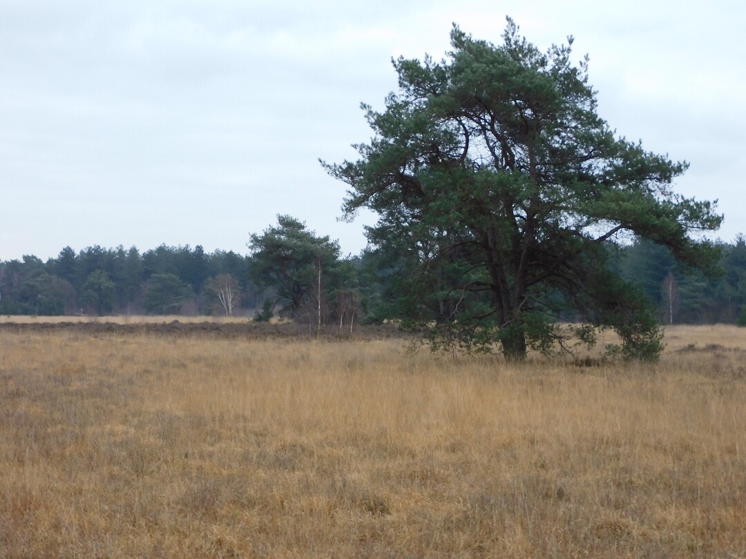 De stilte van de Weeldse Heide!