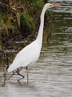Grote Zilverreiger!