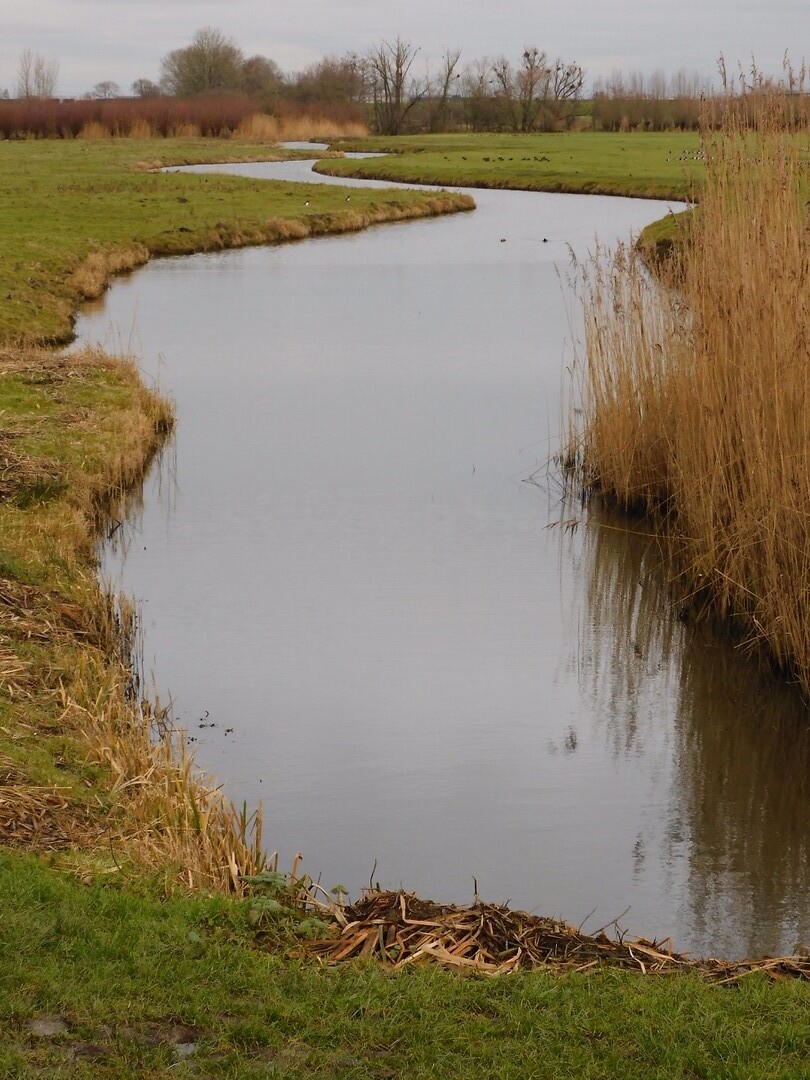 Natuurgebied de Avelinge!