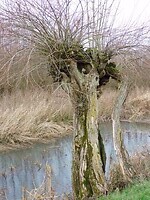 Natuurgebied de Avelinge!