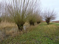 Op zoek naar de bever!