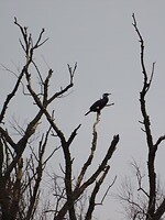 Spookachtige vogel!