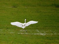 Grote Zilverreiger!
