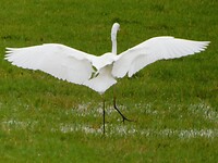 Elegante landing.....