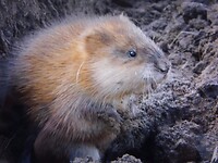 Muskusrat, van kop tot staart halve meter lang!