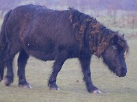 Wilde Pony!