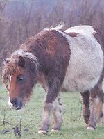 Wilde Pony!