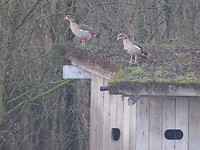 Twee Nijlganzen!