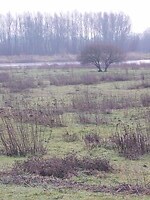 Natuurgebied de Breemwaard!
