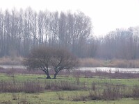 Uiterwaardengebied!
