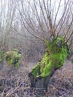 Oude knotwilgen in een griend!