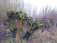Kunstwerken van de natuur....