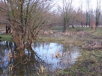 Natuurgebied de Breemwaard!