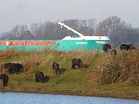 De wilde pony’s!