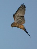 Torenvalk op de winterdijk bij Giessen!
