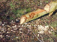 Sporen van een bever!