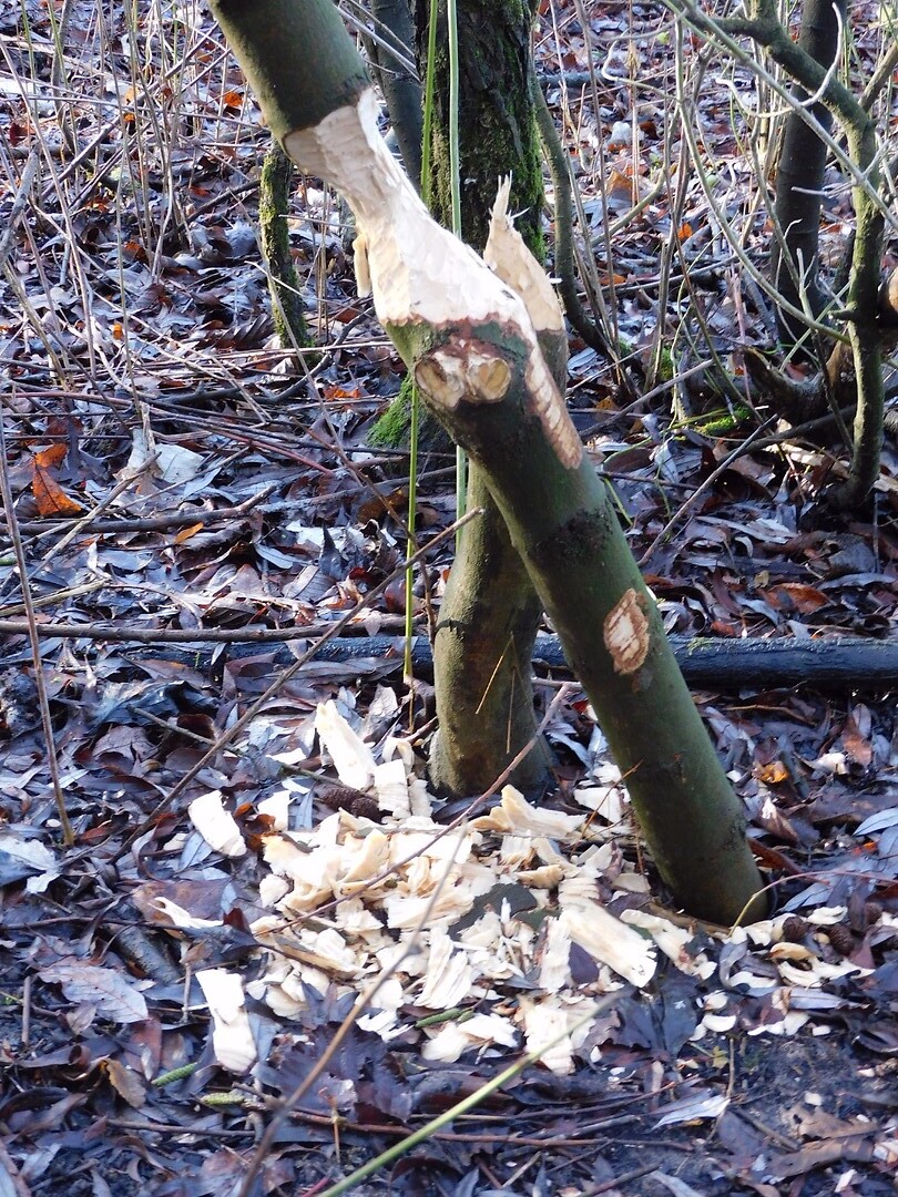 Sporen van een bever!