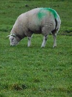 Het Groene Hart van de Alblasserwaard!