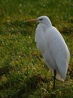 Zilverreiger!