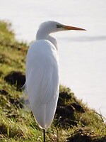 Zilverreiger!