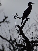 Aalscholver in fruitboomgaard!