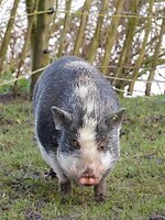 Groot varken.....