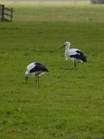 Ooievaars in de polder!