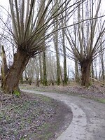 Wilgenbos!