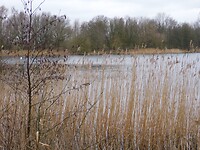 NionPlas!
