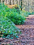 Rhododendronbos......