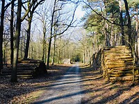 Kaphout langs de bospaden.....