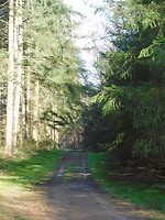 Heel veel bomen.....