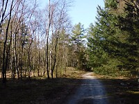 Langs het berkenbos.....