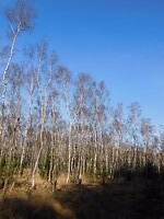 Strakblauwe lucht.....