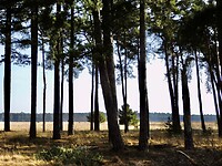 Eindelijk de Rovertsche Heide!