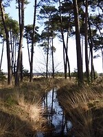 Rovertsche Heide!