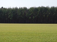Donker dennenbos.....