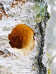 De drummer van het bos.....de Specht!