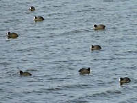 Meerkoeten.....