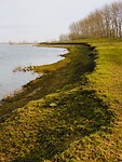Afkalvende oevers van de Maas.....