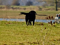 Ook een wandelaar.....