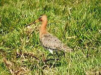 Onze Nationale vogel.....